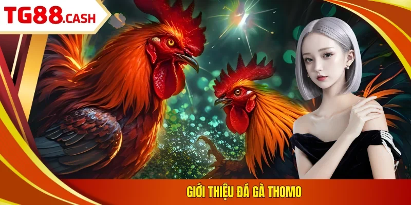 Đá Gà Thomo - Xem Trực Tiếp Tại TG88 Và Đặt Cược Hấp Dẫn Giới thiệu đá gà Thomo