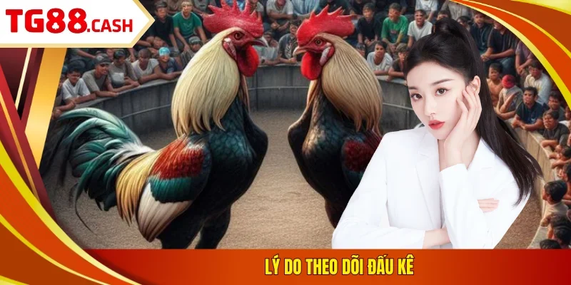 Đá Gà Thomo - Xem Trực Tiếp Tại TG88 Và Đặt Cược Hấp Dẫn Lý do theo dõi đấu kê
